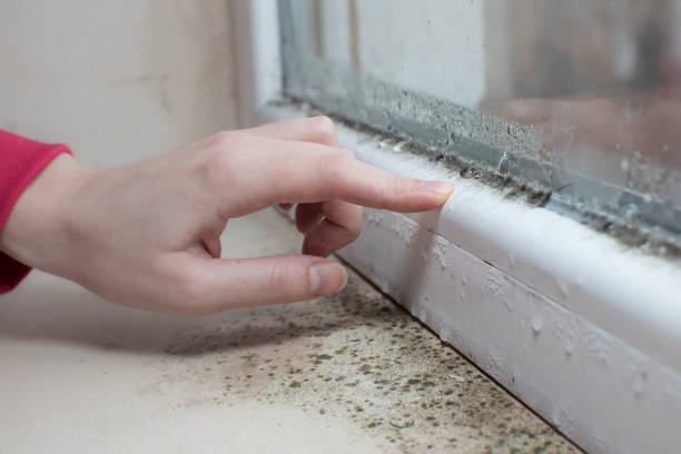 Best Industrial Mold Remediation  in Murfreesboro, AR